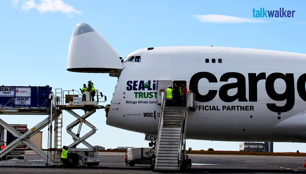 Featured image for #WhaleHelloThere Quand Cargolux mesure l’impact de sa plus grande campagne de sponsoring